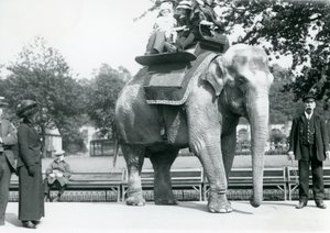 Éléphante indienne 